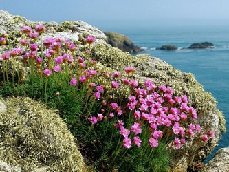 fleurs de Bretagne